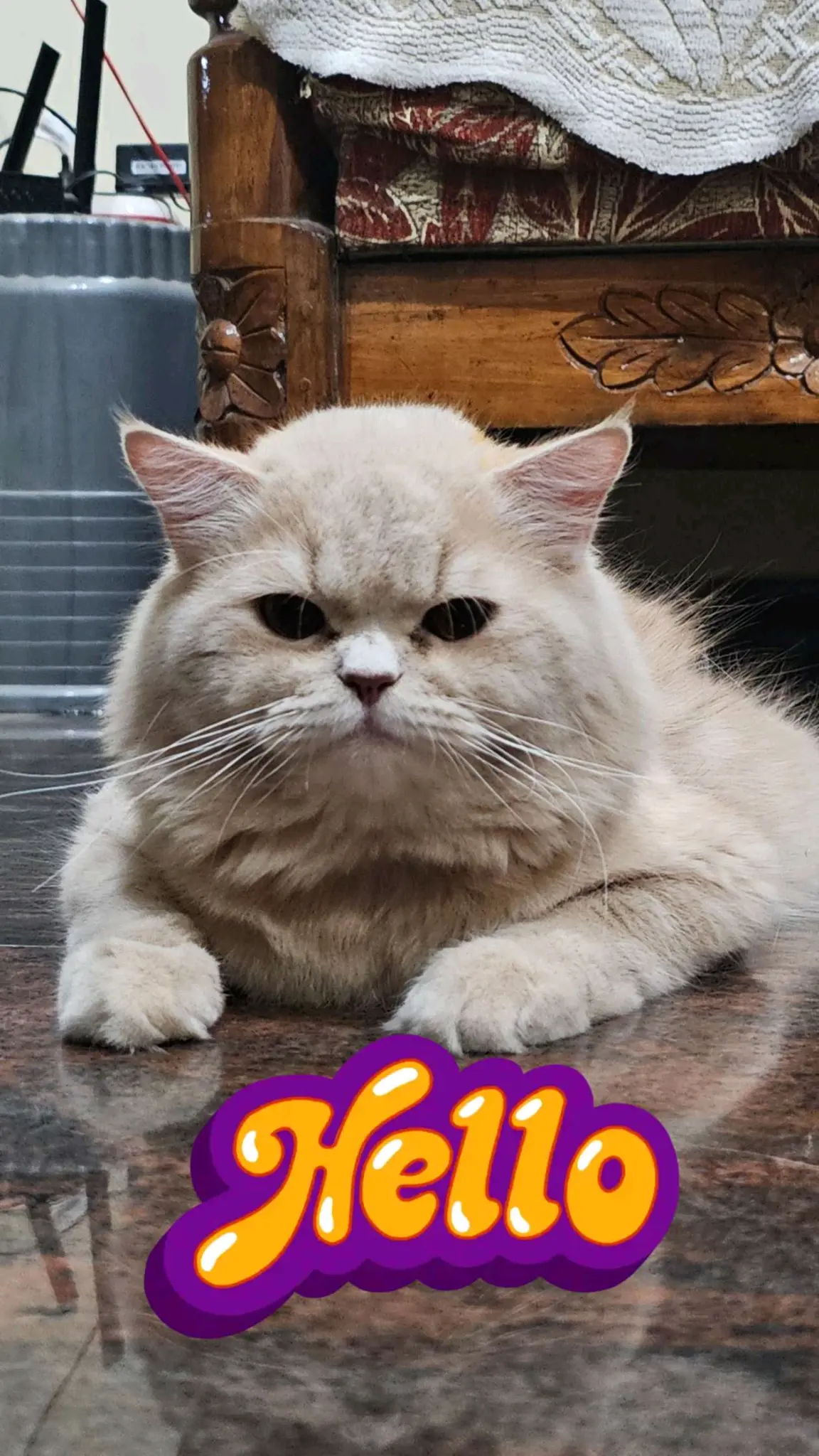 Levi Persian cat portrait sitting calmly