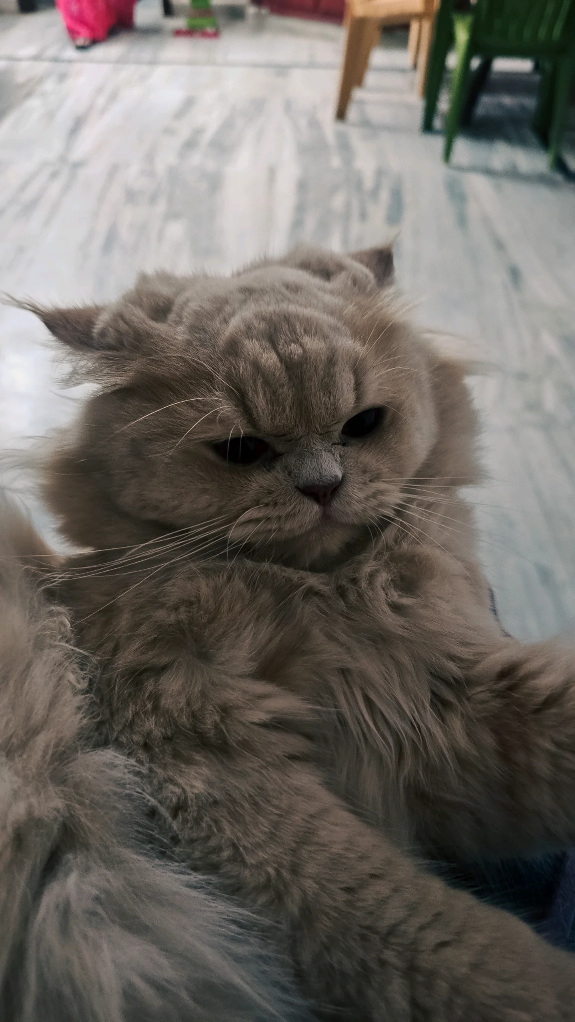 Levi fluffy Persian cat sunlight photo